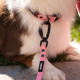 Nahaufnahme des BioThane® Halsbands Mérida DUO in Red Wine / Rose an einem weiß-braunen, flauschigen Hund, mit schwarzem Karabiner und passender Leine. Gefertigt in Polen, robust und Wasserfrest für jeden Spaziergang mit Hund.
