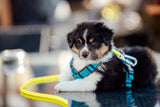 3-in-1 Multifunktionale Biothane® Schleppleine + Halterung Lion's Head + City Leash