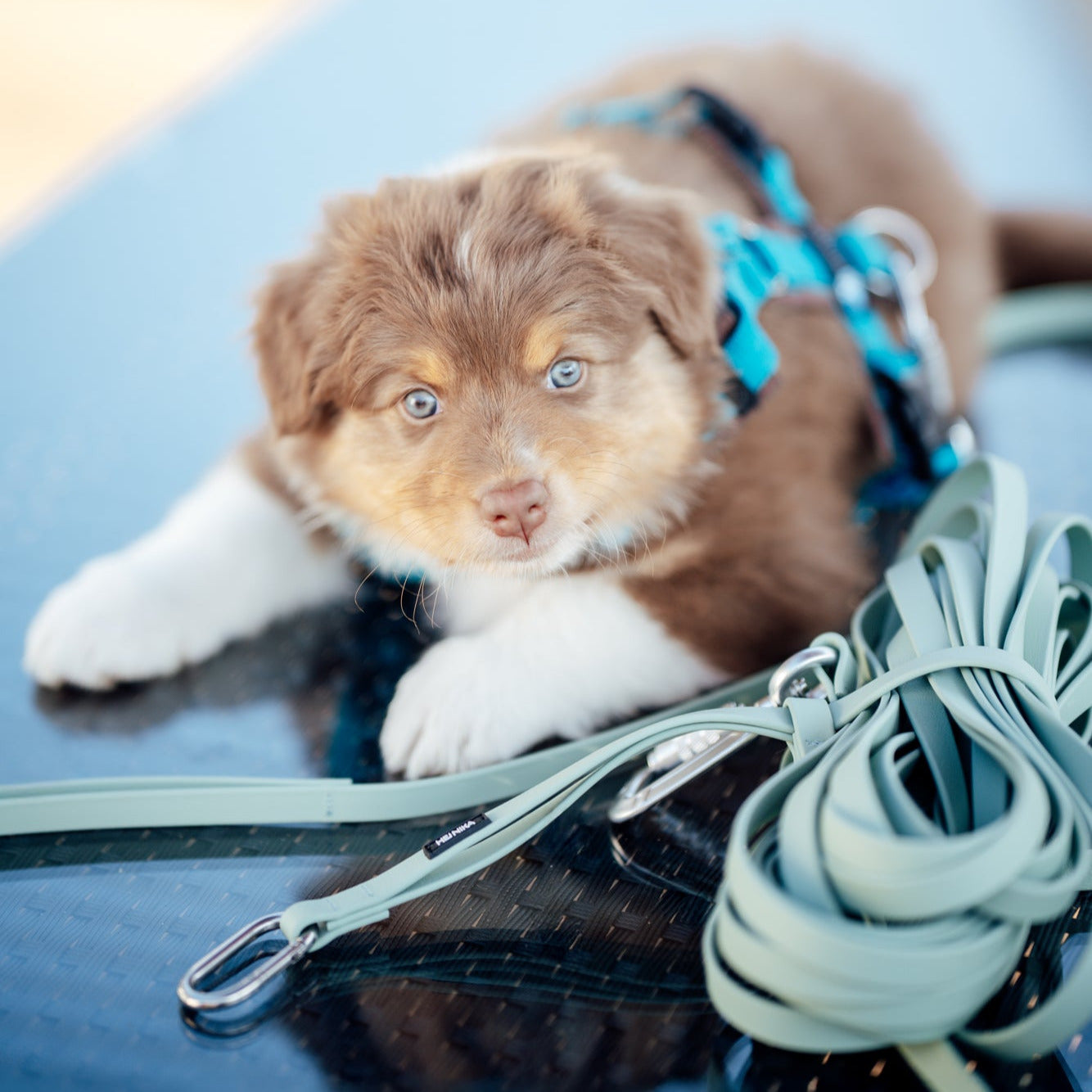 3-in-1 Multifunktionale Biothane® Schleppleine + Halterung Lion's Head + City Leash