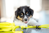 3-in-1 Multifunktionale Biothane® Schleppleine + Halterung Lion's Head + City Leash