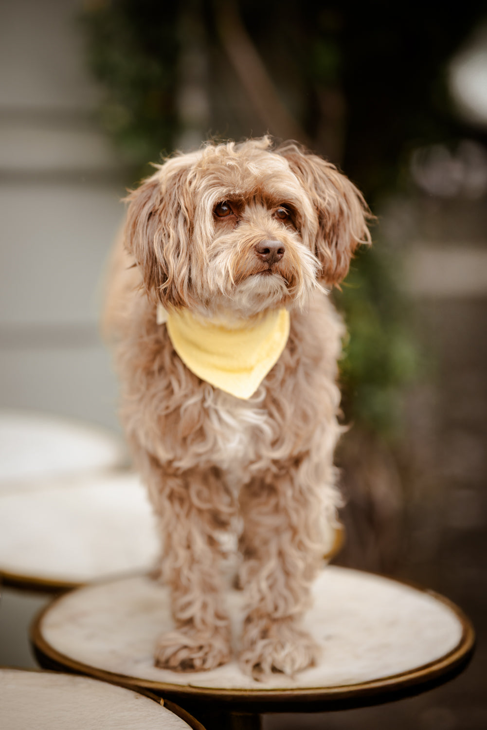 Musselin Hundehalstuch "Butter Yellow"