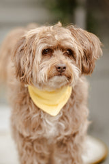 Musselin Hundehalstuch "Butter Yellow"