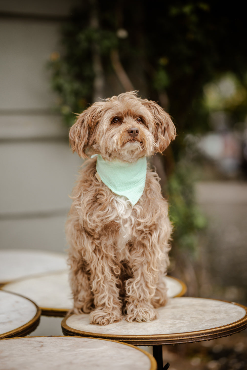 Musselin Hundehalstuch "Soft Mint"