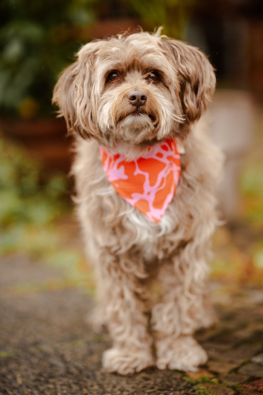 Musselin Hundehalstuch "Pinky Orange"