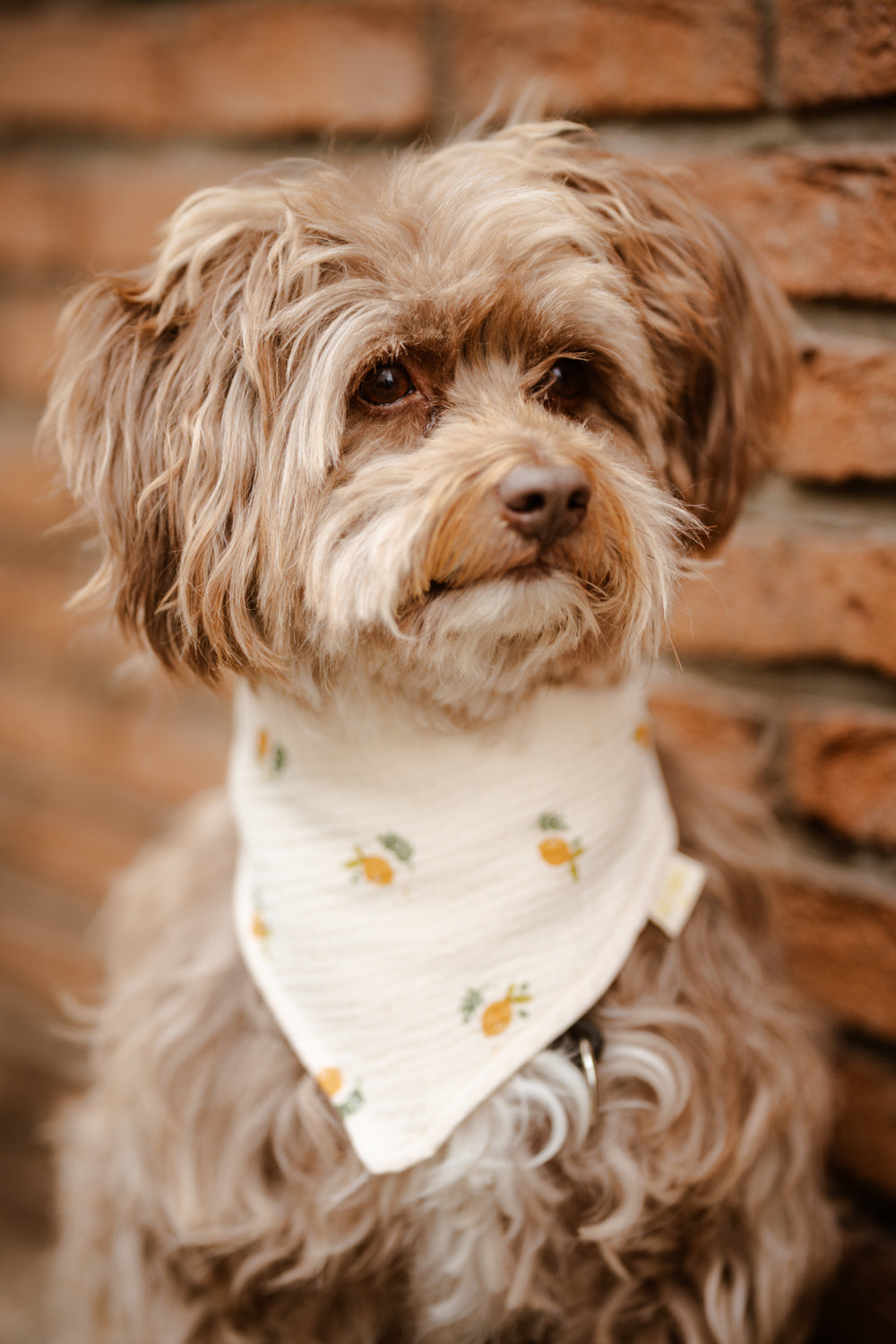 Musselin Hundehalstuch "Summer"
