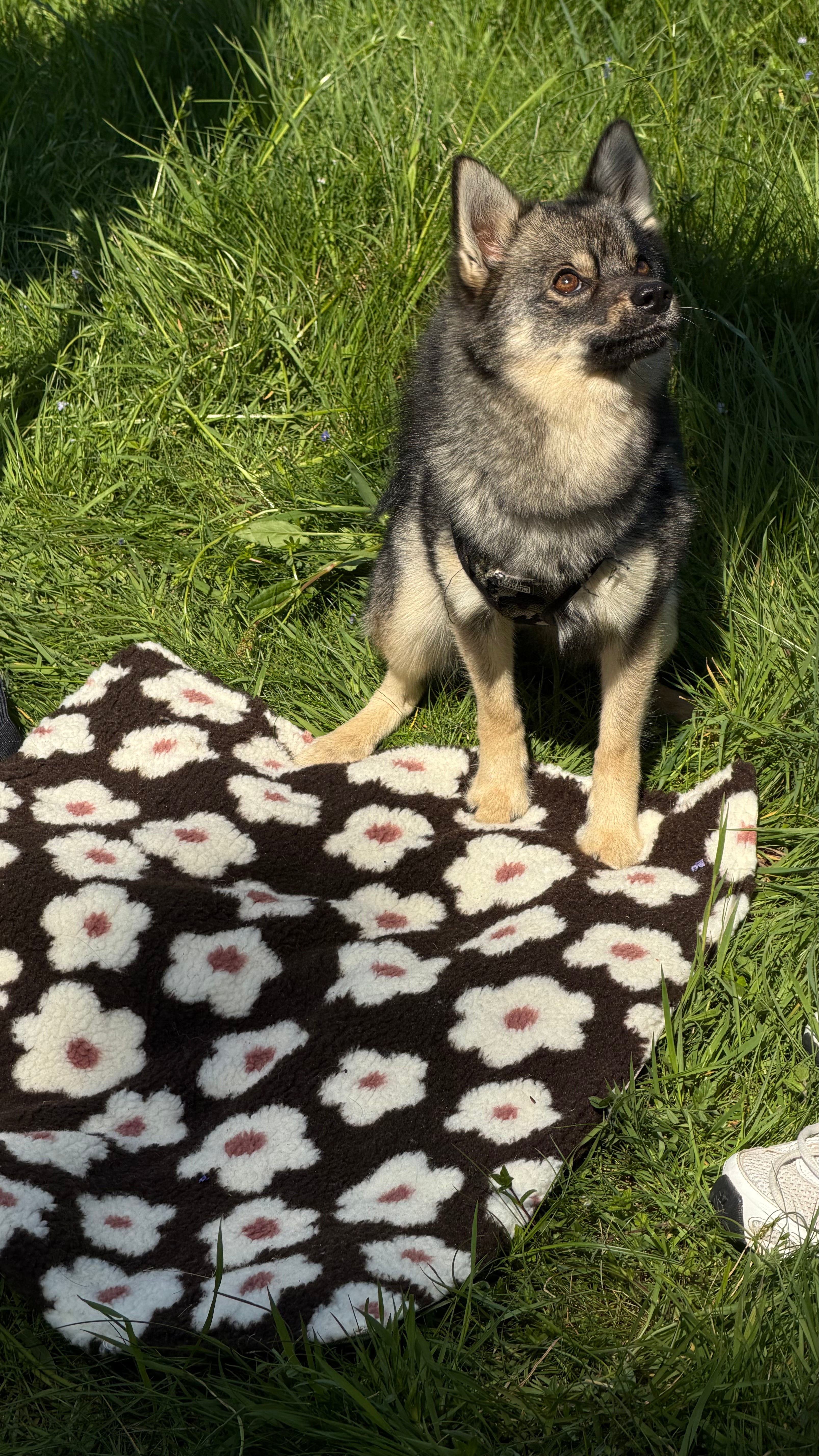 PRE ODER | Hundedecke "Spring Flowers"