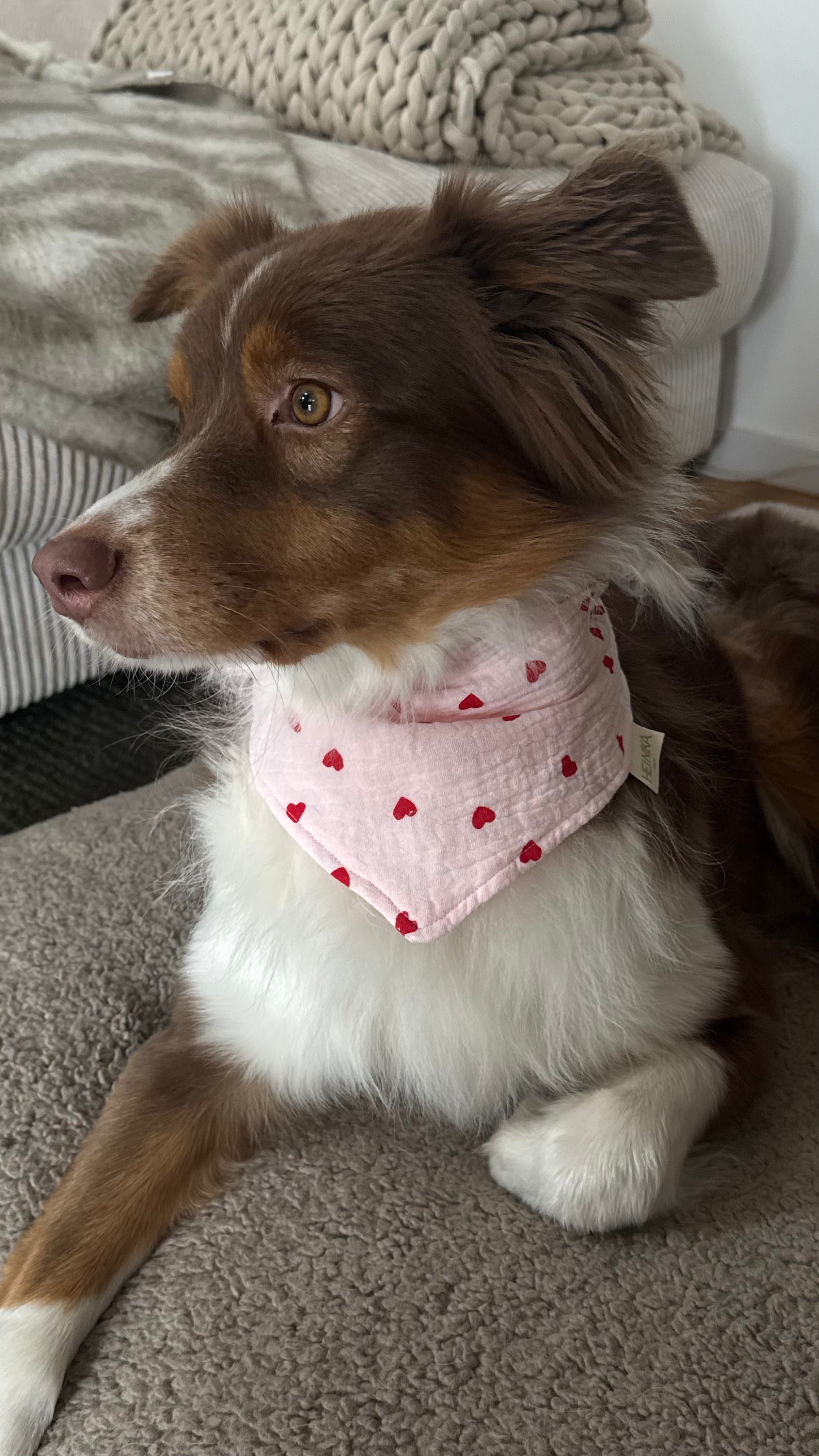 Hundehalstuch "Hearts" | Baumwolle | Herzchen-Print