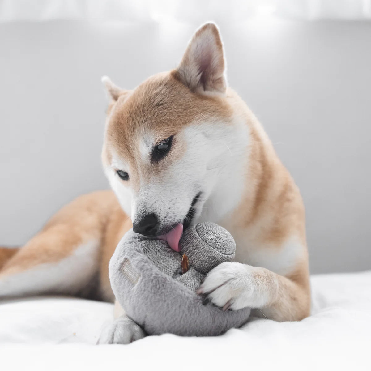 Lambwolf GUU Haze Schnueffelspielzeug fuer Hunde