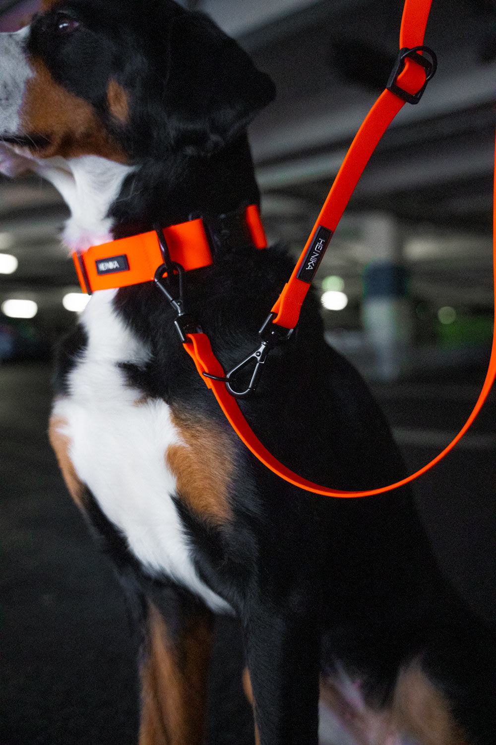 Hund mit Neon Orange Halsband – stylisches & sichtbares Halsband für Hunde – Hej Nika
