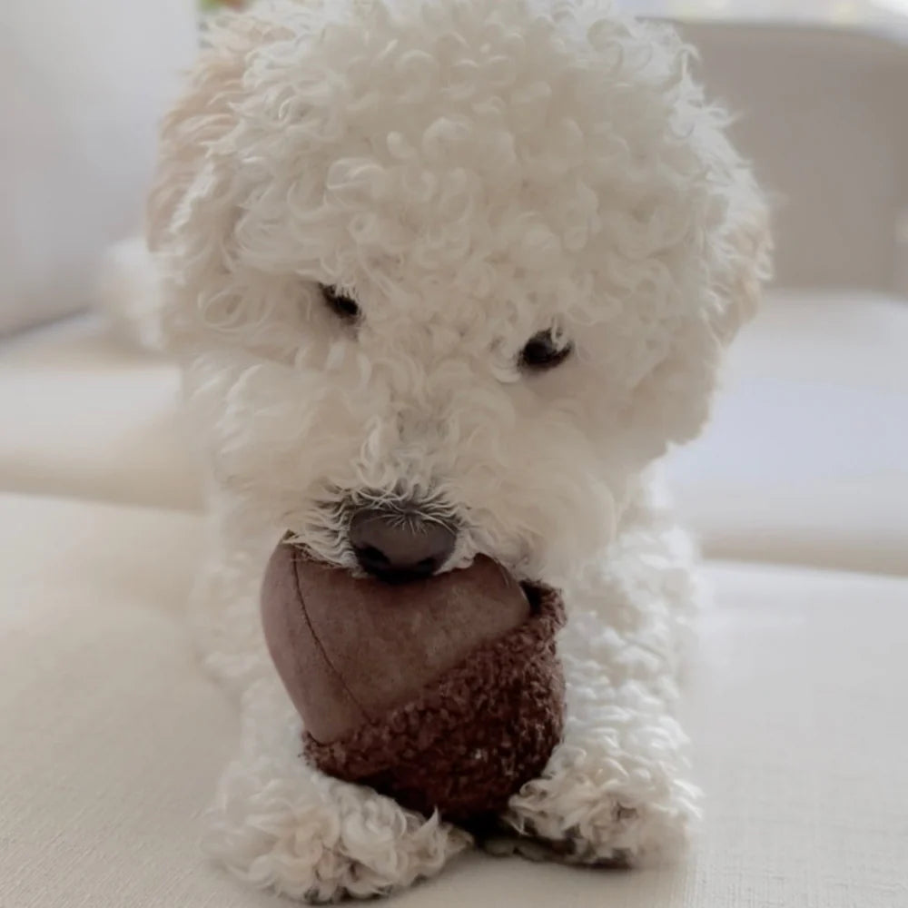 Hund trägt ACORN Spielzeugeichel im Maul – Hundespielzeug für Apportieren und Spaß – Hej Nika