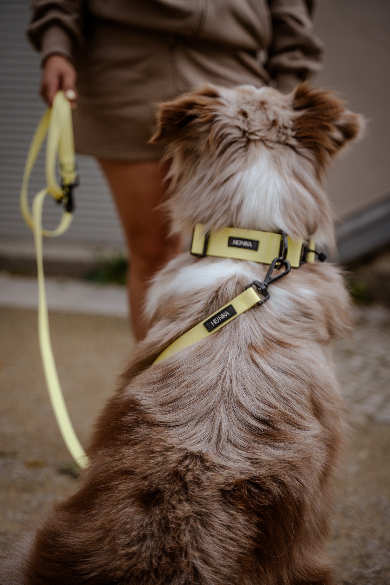 Hund trägt BioThane Halsband in Butter Yellow – verstellbar, robust & ideal für Gassirunden – Hej Nika