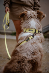 Hund trägt BioThane Halsband in Butter Yellow – verstellbar, robust & ideal für Gassirunden – Hej Nika