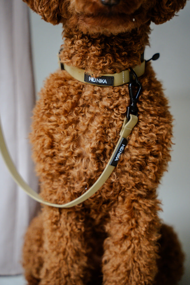 Hund mit beigem Halsband – stilvolles & komfortables Halsband für Hunde – Hej Nika – Halsband für Hunde – robust & pflegeleicht

