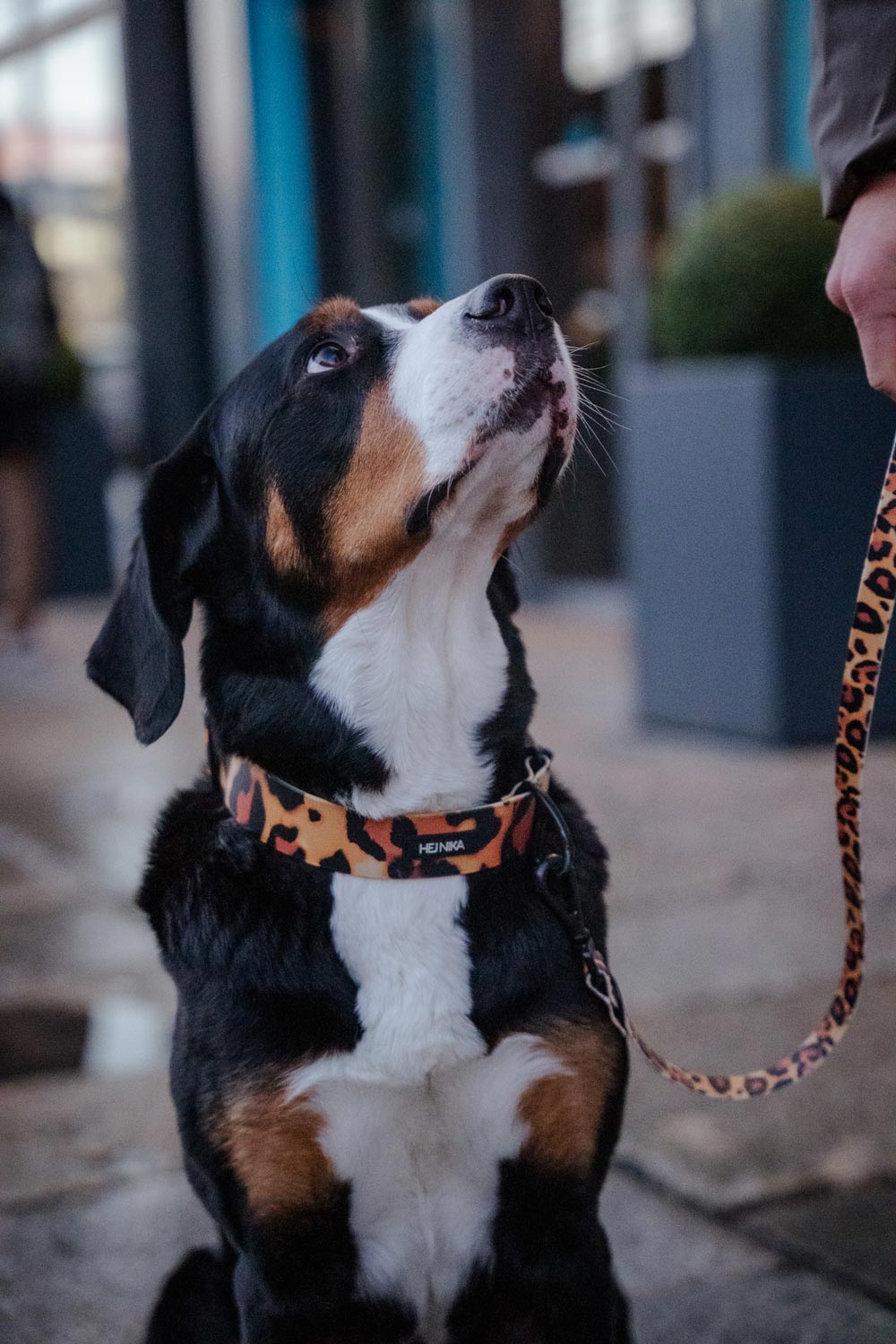 Hej Nika Hundehalsband für Hunde im LEO-Stil beim Gassigang am Hunde – Halsband getragen vom Hund – robust & pflegeleicht.