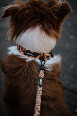 Hej Nika Halsband für Hunde aus Biothane im LEO-Stil beim Spaziergang mit Hund – Detailaufnahme des Halsbandes am Hund – robust & pflegeleicht.