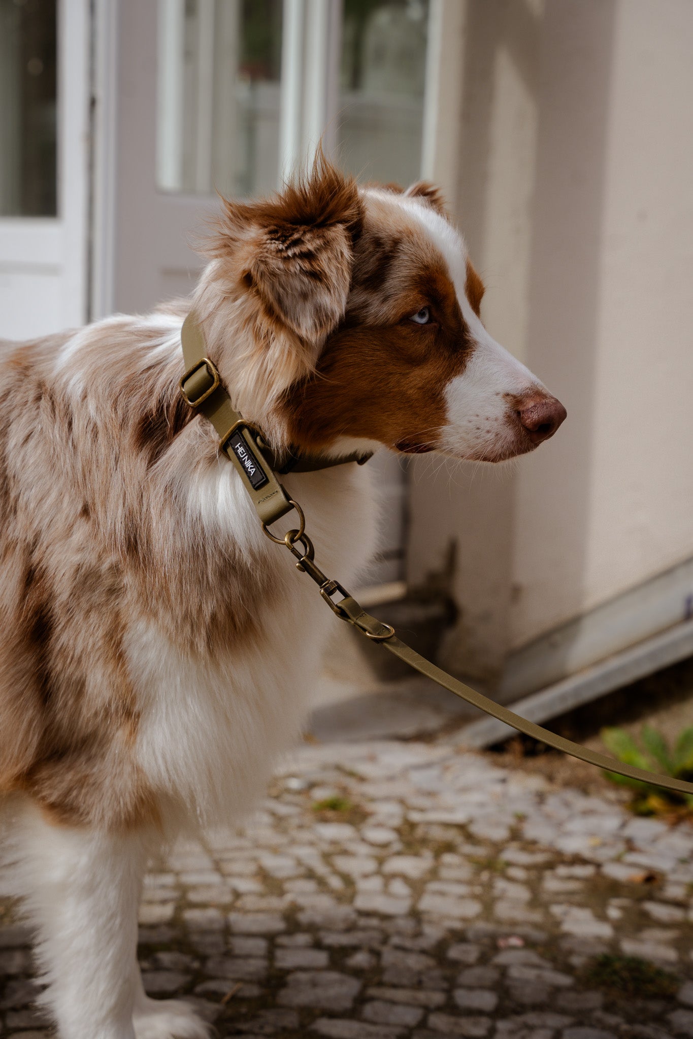 Hund mit Zugstopphalsband in Olive – stilvolles & funktionales Halsband für Hunde – Hej Nika
