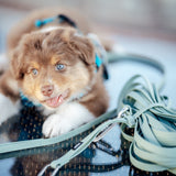 Hej Nika Schleppleine für Hunde im Einsatz mit Hunde beim Spazieren – robust, pflegeleicht & funktional.