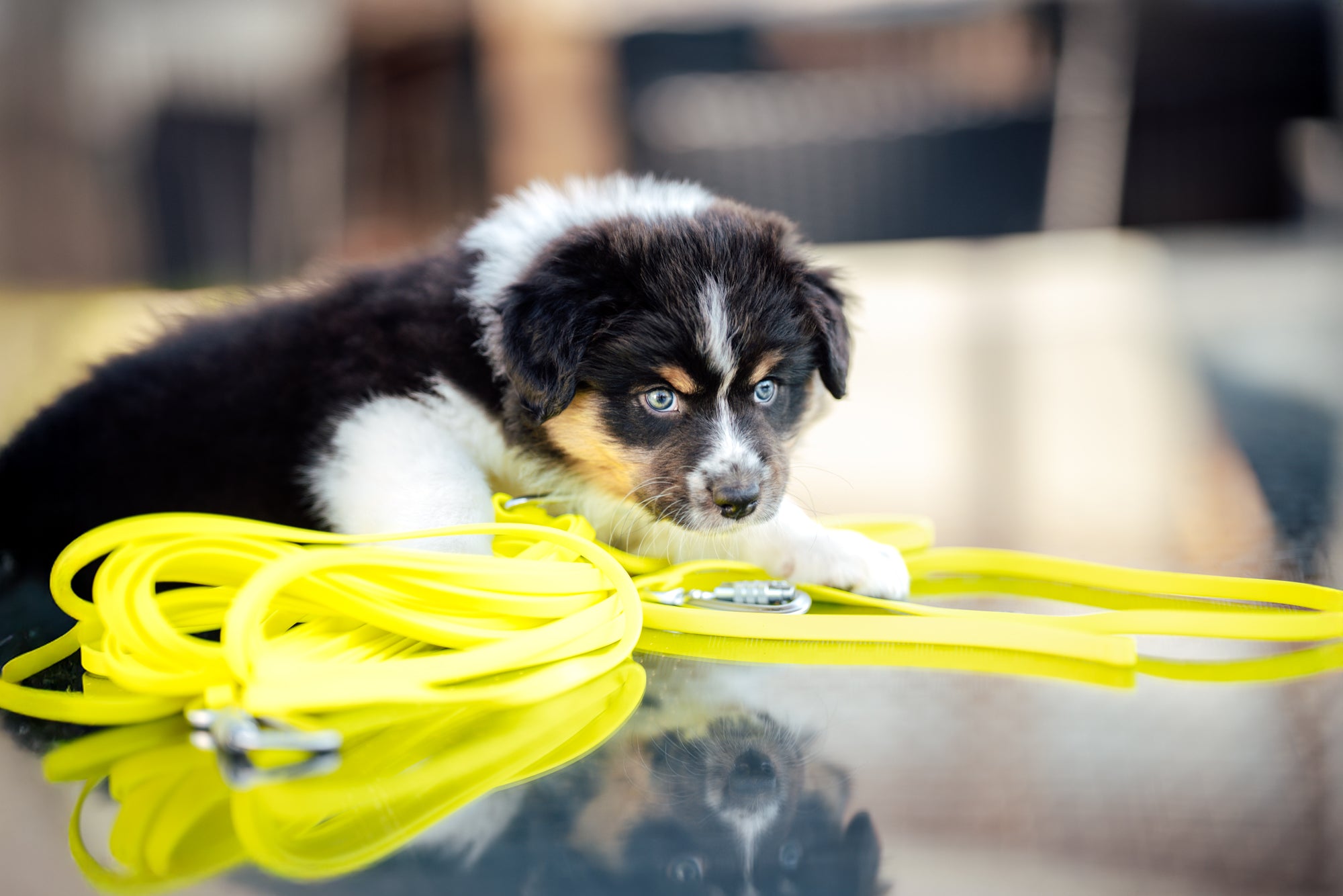 Hej Nika Schleppleine für Hunde im Einsatz mit Hund beim Spazieren –robust, pflegeleicht & funktional. 
