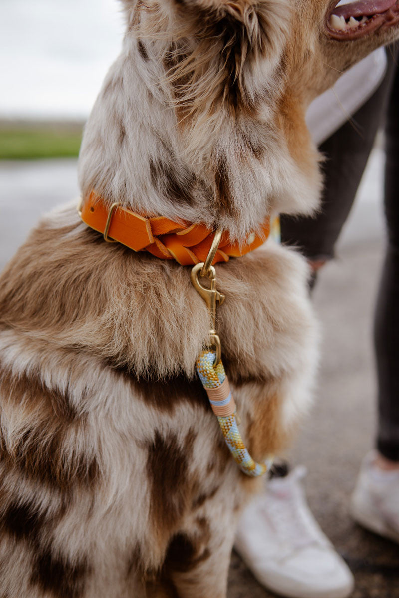 Fettlederhalsband Wall Street Golden Fox
