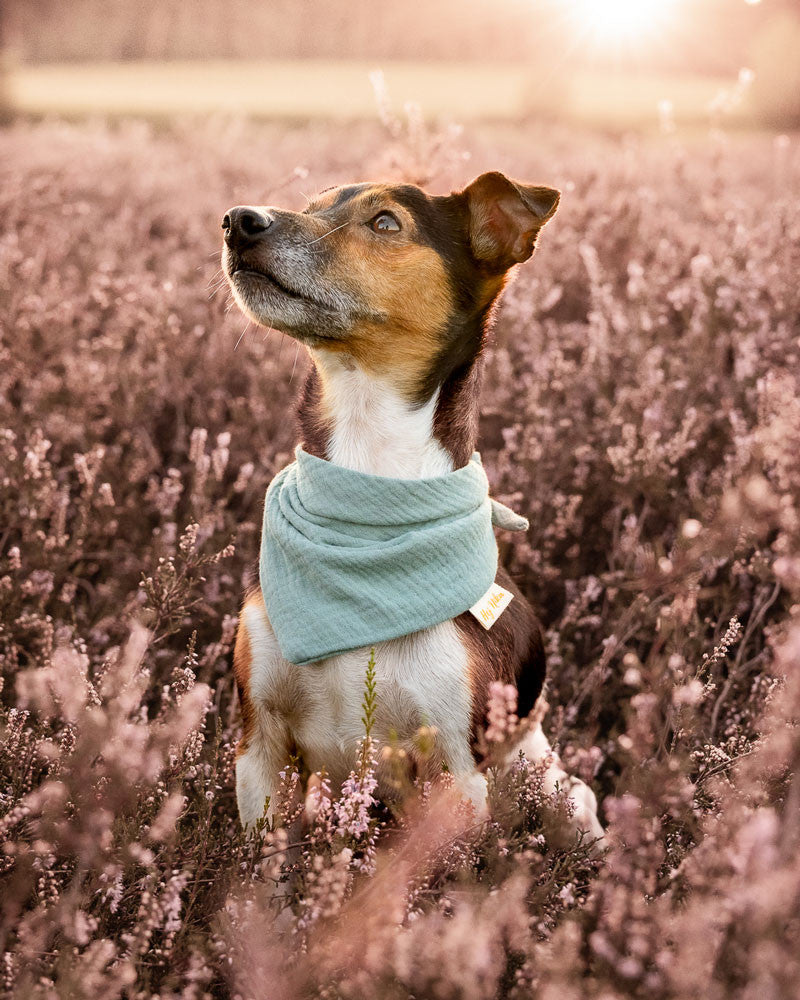 Hundehalstuch Sage Green