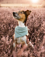 Hundehalstuch Sage Green